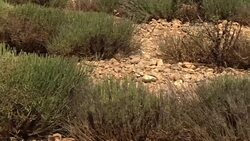Provence's iconic lavender fields hit by drought News Clip