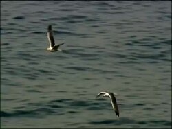 Black backed Herring Gulls (Larus marinus) flying over waves, high angle shot, Cerro Gordo, Granada Province, Andalucia, Spain Stock Footage