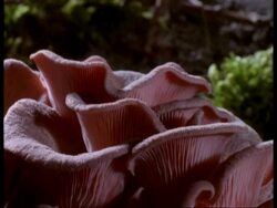T/L CU Fungus growing, natural background Stock Footage