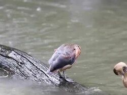 Brown ducks Stock Footage