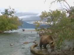 WS TU View of brown bear eating fish  / Caucasus, Russia Stock Footage