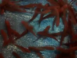 Doctor Fish in Tank Stock Footage