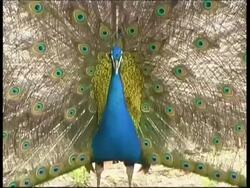 Peacock, courtship display, turns around, shakes with fanned out feathers, CU, Israel Stock Footage