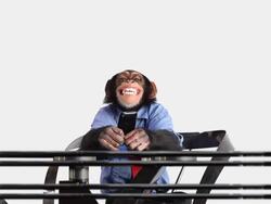 Mobile Phone Chimp Stock Footage