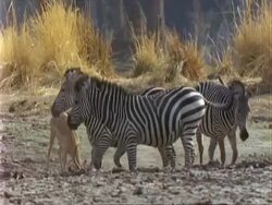 Zebra, MCU zebras at edge of pool, shake birds off their backs, one zebra looks to camera and moves mouth as if talking. Stock Footage
