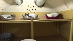 CLEAN : Football: Hermitage cat fur casts winners in Confederations Cup News Clip