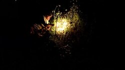 CLEAN : Candle lit vigil for loved ones in Cali News Clip