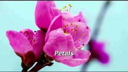 The basic Anatomy of a Complete Flower Instructional Video