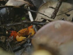 Endemic terrestrial crab hidding in undergrowth. Stock Footage