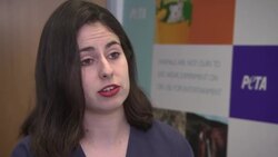 PETA welcomes Thai pangolin crackdown News Clip