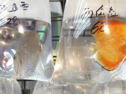 CU Fish in plastic bags at market  / Hong Kong, China Stock Footage