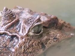 Caiman eyes Stock Footage