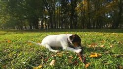 HD: DOG Jack Russell - Stock Video Stock Footage