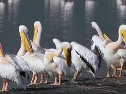 MS Group of pelecanus onocrotalus Preening at bank of nakuru lake / National Park, Africa, Kenya   Stock Footage