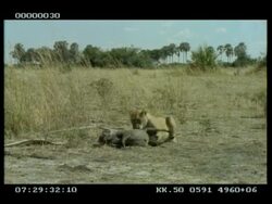 MS Lioness holding sitting over live Warthog (Phacochoerus aethiopicus), 2nd lioness arrives and takes stranglehold Stock Footage