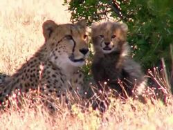 MS Cheetah mother and cub / South Africa Stock Footage