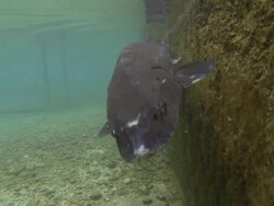 under water clip of Acipenser naccarii, also known as Adriatic Sturgeon swimming in fish farm,2K,2KMSTR Stock Footage