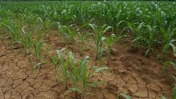 Corn field young corn plants stalks green field Stock Footage