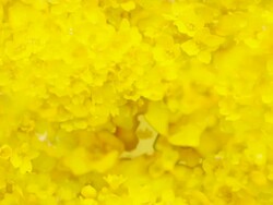 FLOWERS : yellow close-up (TRANSITION) Stock Footage