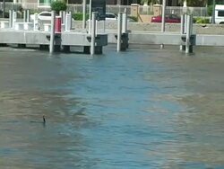 Cormorant and Dolphin at Pier Stock Footage