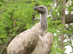 CU Shot of White backed vulture observing surroundings / Okavango Delta, North West District, Botswana Stock Footage