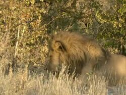 MS Shot of sleepy male lion resting in dry grass / Okavango Delta, North-West District, Botswana Stock Footage