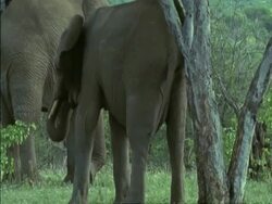 MS Baby Elephant (Loxodonta africana) grazing with trunk, Botswana Stock Footage
