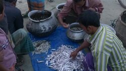 Fisherman return to the banks of the River Jamuna Bangladesh at sunset to unload sell auction and share their catch of small fish before tending to nets and returning home Stock Footage