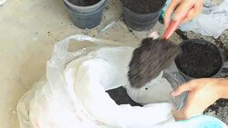 panning: use trowel to put soil in a plastic pot Stock Footage