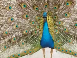Peacock opens his tail Stock Footage