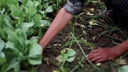 Farmer collecting cauliflower sprouts Stock Footage