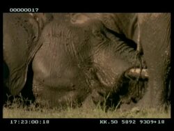 MCU African Elephant (Loxodonta africana) lying in mud pool, stands Stock Footage
