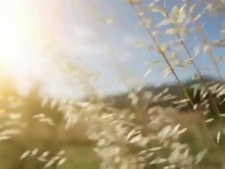 Spikes, wind and hot summer sunset Stock Footage