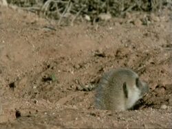 Meerkat (Suricata suricatta) emerges from burrow, watches MS, Namaqualand, South Africa Stock Footage
