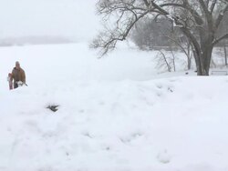 MS People walking their dogs around lake on winter morning  / Minneapolis, Minnesota, United States Stock Footage