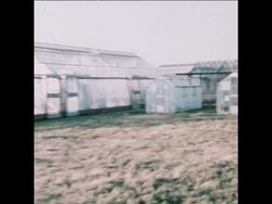 SYND 20 1 78 RESEARCH INTO DISEASED COCONUTS IN LITTLEHAMPTON, ENGLAND News Clip