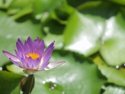 CU LD Purple Water Lily in Pond with Lilly Pads Stock Footage