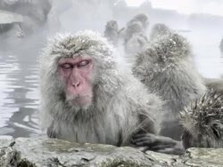 Japanese Macaques (Macaca fuscata) enjoy bath, Onsen of Jigokudani yaenkoen, Nagano Prefecture, Japan. Look around at disturbance Stock Footage