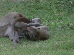 Monkeys fighting Stock Footage