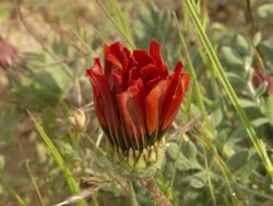 MS View of Partially opened flower of red gazania / Namaqualand, Northern Cape, South Africa Stock Footage