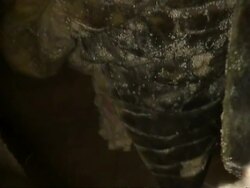 CU Green Turtle laying eggs, rear view, Sangalaki, Indonesia Stock Footage