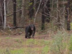 5-year-old chimpanzee Stock Footage