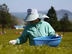 MS Women farmer harvesting in Boseong green tea field / Boseonggun, Jeollanam-do, South Korea Stock Footage