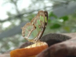 Butterfly feeding on orange slice Stock Footage