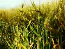 Field (HD1080) Stock Footage