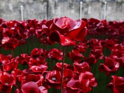 Blood Swept Lands And Seas of Red Poppy Installation Stock Footage