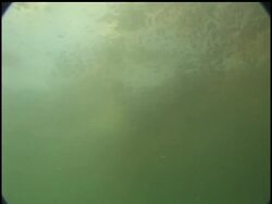 Vast amounts of natural gas contained in crude escaping from the blown Gulf of Mexico oil well could pose a serious threat to marine life by creating 'dead zones' where oxygen is so depleted that nothing lives. News Clip