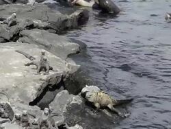 MS PAN Black Iguana sun bathing on rock at beach / Isabella Island, Galapagos Islands, Ecuador   Stock Footage