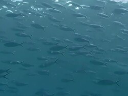 Shoal of Fusiliers Stock Footage