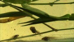 Tadpoles swim in shallow water. Stock Footage